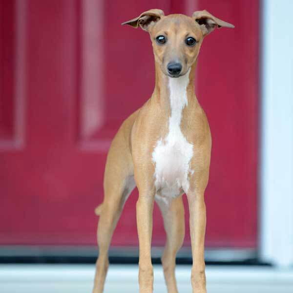 whippet greyhound for sale